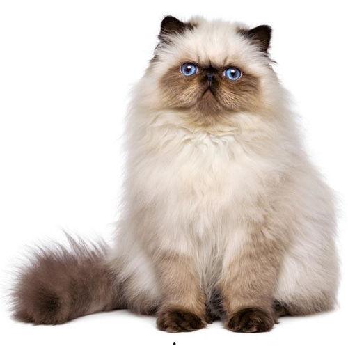 猫品种图片,XX品种猫的独特魅力与风采