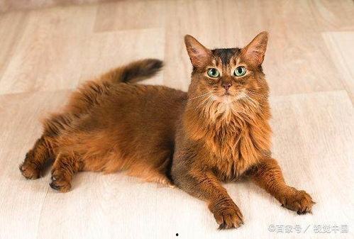 猫品种图片,XX品种猫的独特魅力与风采