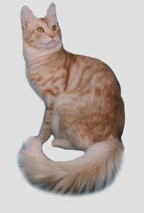 猫品种图片,XX品种猫的独特魅力与风采