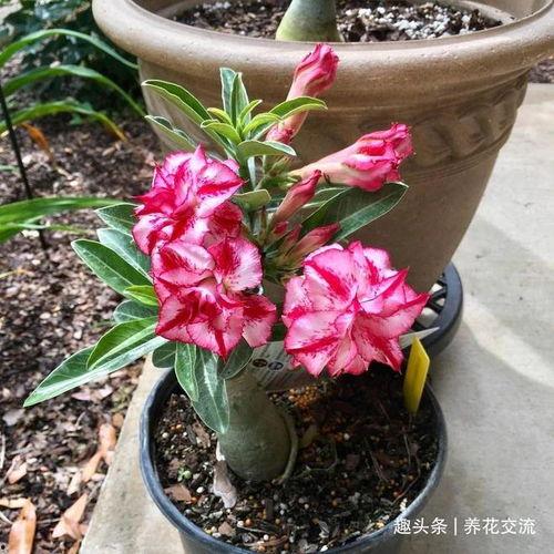 盆栽沙漠玫瑰图片大全,形态各异的美景集锦