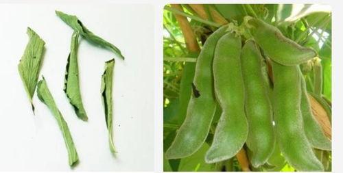 豆本豆图片大全,缤纷豆类世界，尽收眼底