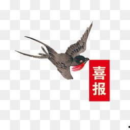 喜鹊图片大全,色彩斑斓的鸟类画卷