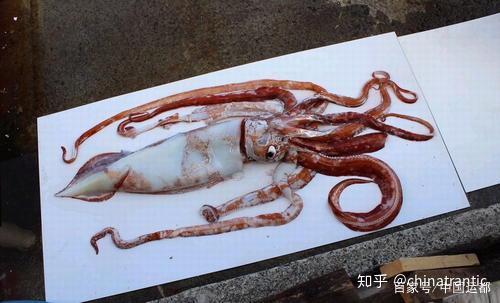 巨型鱿鱼图片,揭秘巨型鱿鱼神秘面纱