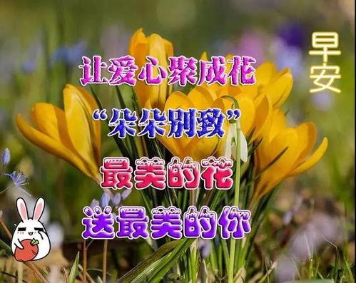 爱情早安问候语图片