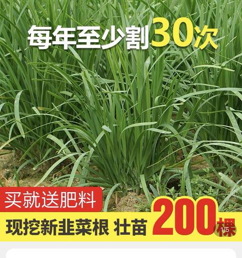 吃瓜爆料缅北,吃瓜群众眼中的神秘地带