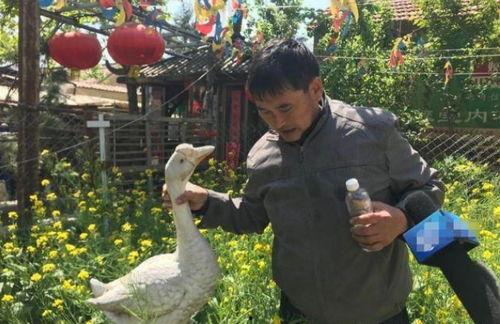 大白鹅视频唱歌,萌态歌声引网友热议