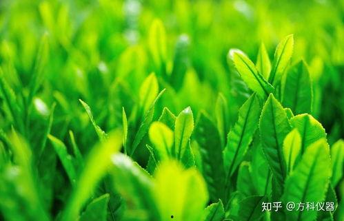 最新护眼壁纸图片大全,高清护眼壁纸大全赏析