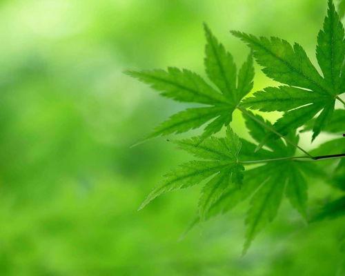 最新护眼壁纸图片大全,高清护眼壁纸大全赏析