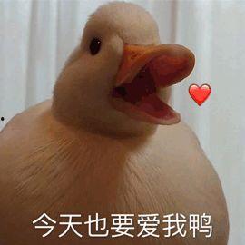 鸭子表情包图片大全,欢乐逗趣，萌态百出