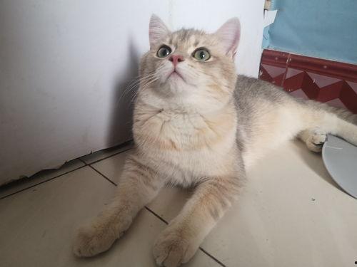 宠物猫的图片大全,萌宠集结！宠物猫图片大全带你领略喵星人魅力