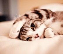 宠物猫的图片大全,萌宠集结！宠物猫图片大全带你领略喵星人魅力