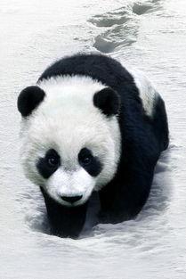 果酱画熊猫图片大全,甜蜜创意绘出可爱萌物图鉴