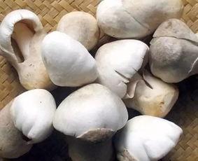 草菇的图片,大自然的馈赠与美食的邂逅