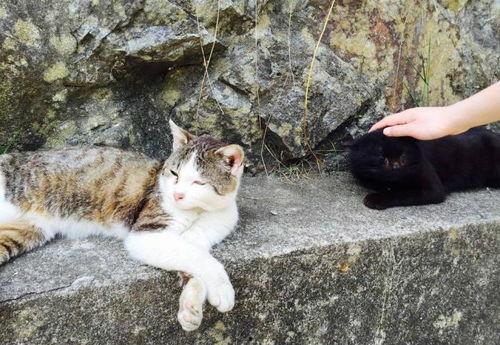 日本被猫,探寻猫咪王国风情