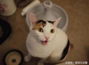 日本被猫,探寻猫咪王国风情