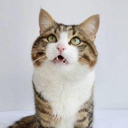 小猫图片大全,小猫图片大全精选集