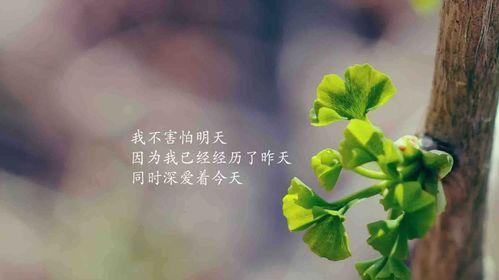 正能量励志视频,正能量励志视频深度解析
