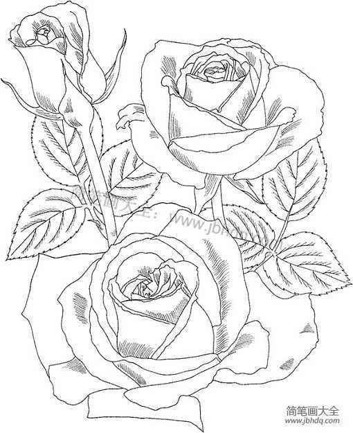 花丛简笔画图片大全,描绘自然之美的一笔勾勒