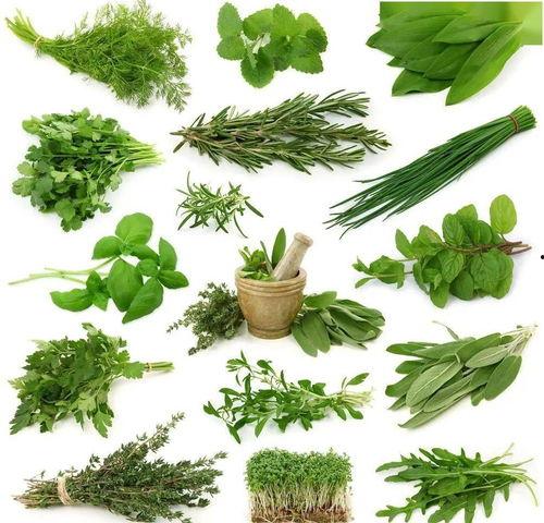 可食用野菜图片大全,可食用野菜图片大全解析