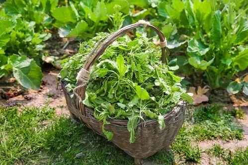可食用野菜图片大全,可食用野菜图片大全解析