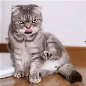 猫图片大全大图,猫图片大全大图精选