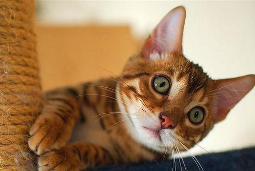 猫图片大全大图,猫图片大全大图精选