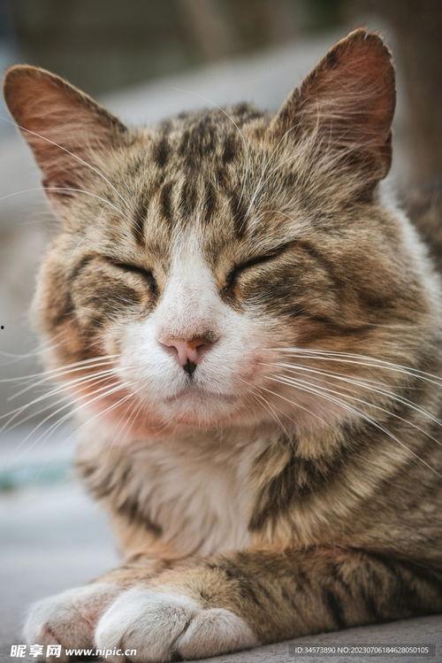 瞌睡猫图片,慵懒时光里的温馨瞬间