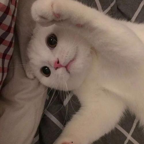 瞌睡猫图片,慵懒时光里的温馨瞬间