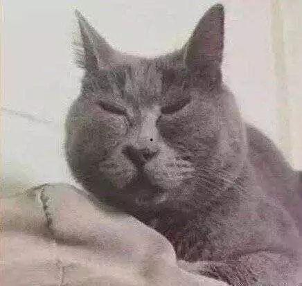 瞌睡猫图片,慵懒时光里的温馨瞬间