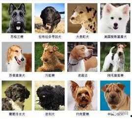 大狗狗图片大全,萌宠集结！大狗狗图片大全精选展示