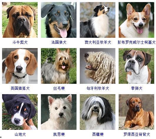 大狗狗图片大全,萌宠集结！大狗狗图片大全精选展示