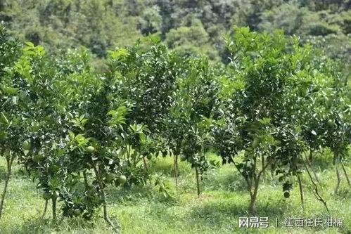 泰国青柚图片,清新口感，热带风情尽享