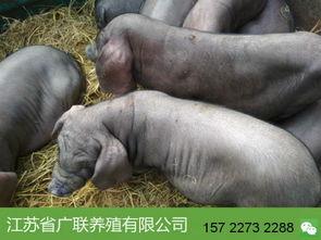 母猪图片大全,探寻繁殖之美的视觉盛宴