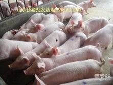 母猪图片大全,探寻繁殖之美的视觉盛宴