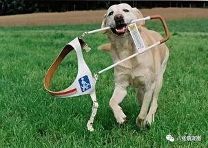 日本导盲犬感人视频,跨越视障的温暖陪伴