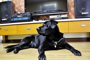 日本导盲犬感人视频,跨越视障的温暖陪伴