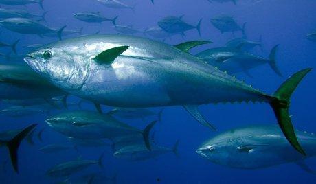 红鱼图片大全,色彩斑斓的海洋精灵图鉴