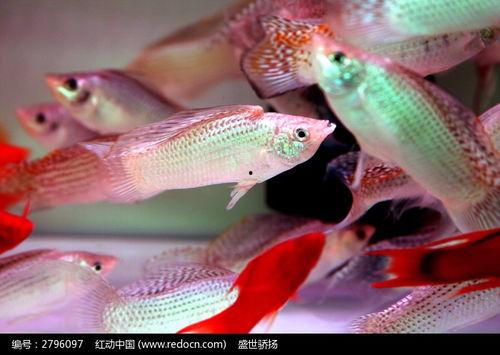 红鱼图片大全,色彩斑斓的海洋精灵图鉴