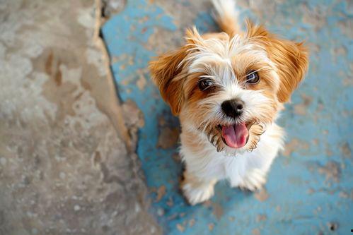 萌宠图片大全狗狗,狗狗图片大全，治愈你的心灵