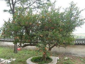 石榴树剪枝技术视频,石榴树高效剪枝技巧解析