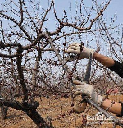 石榴树剪枝技术视频,石榴树高效剪枝技巧解析