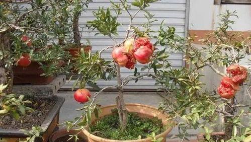 石榴树剪枝技术视频,石榴树高效剪枝技巧解析