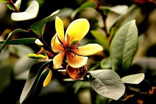 含笑花图片大全