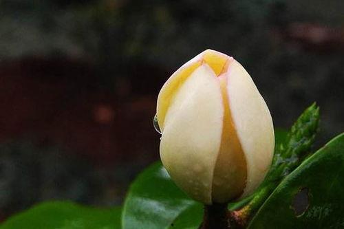 含笑花图片大全