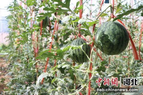 小吊瓜图片,田园里的绿色精灵