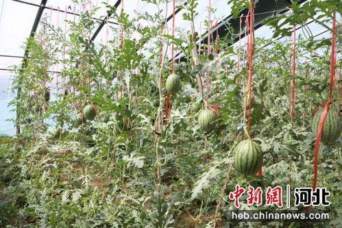 小吊瓜图片,田园里的绿色精灵