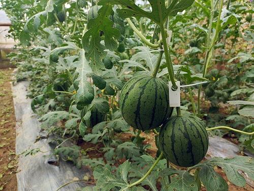 小吊瓜图片,田园里的绿色精灵