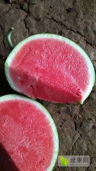 美都919今日瓜价,今日瓜市行情一览