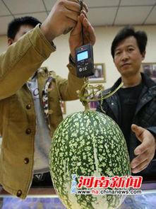 黑籽南瓜的瓜怎么吃,解锁美味新境界