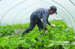 黑龙江白瓜今日价格行情,涨跌互现，市场动态解析